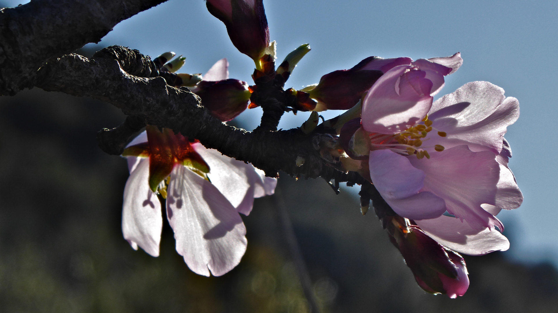 Primeras flores del año