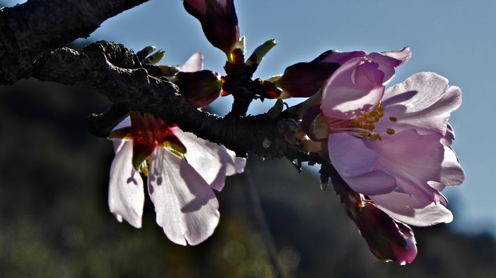 Primeras flores del año