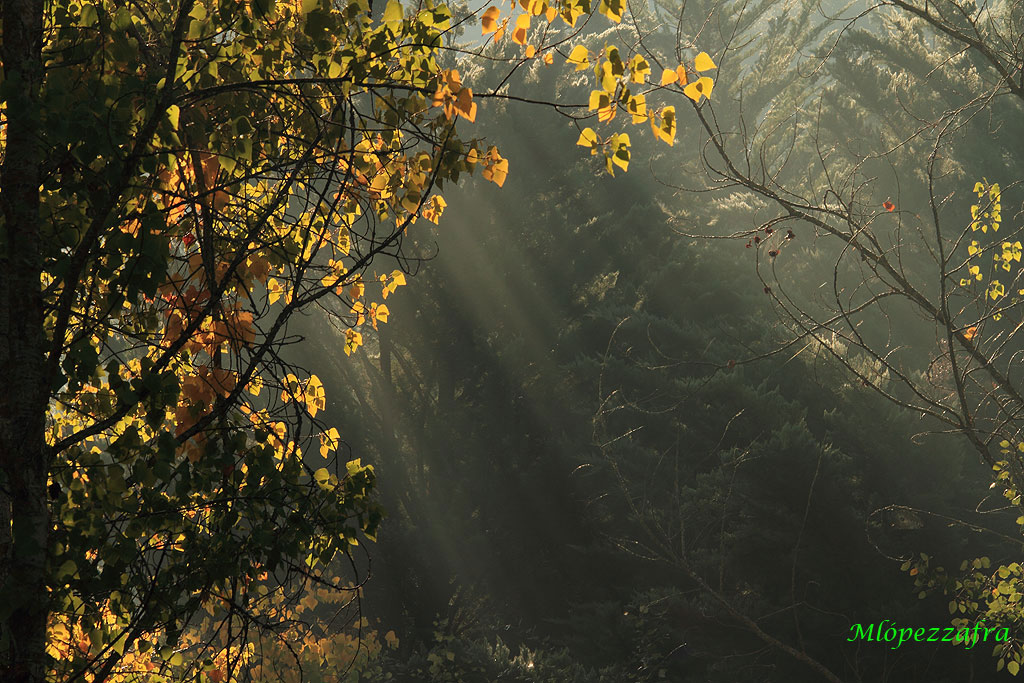 Primeras luces.