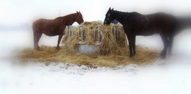 Primeras nieves