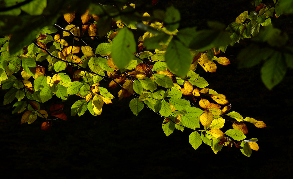 Primeras Otoñales