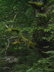 Primeval forest of Sumik (Pohorje) Slovenia