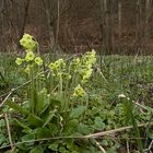 primevère élevée (Hohe Schlüsselblume)