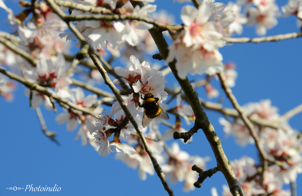 -=primi assaggi di primavera=-