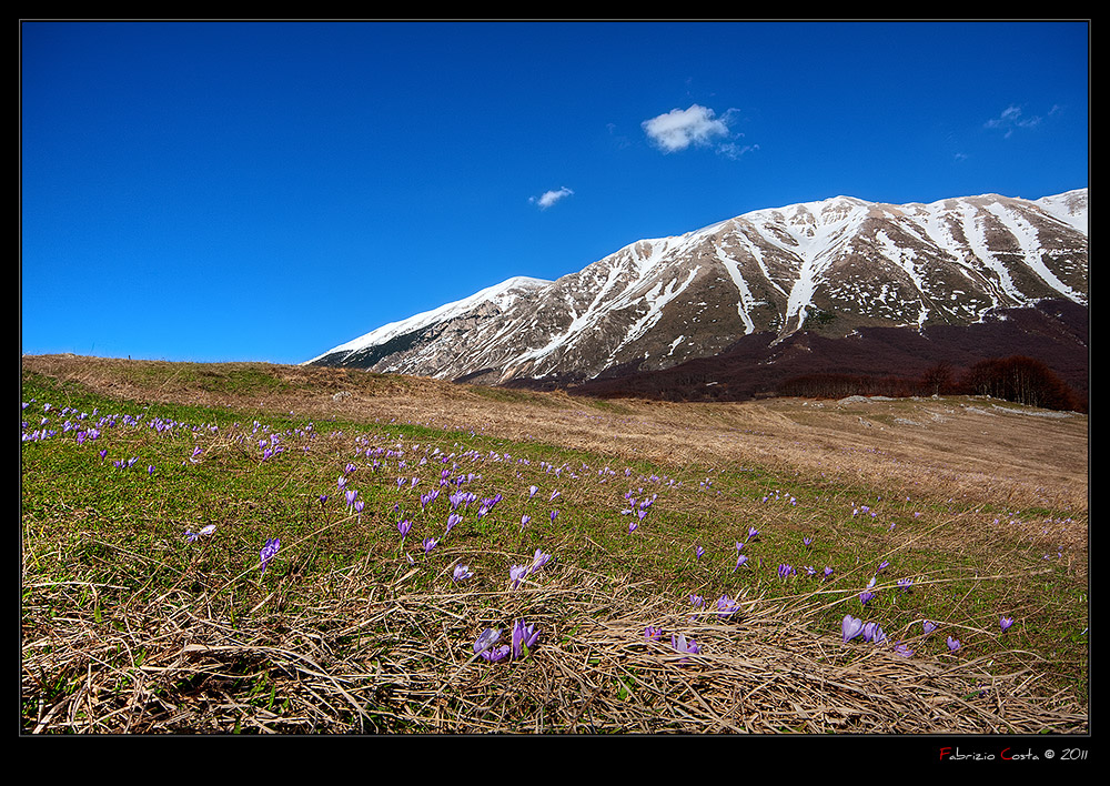 Primi crocus della Majella