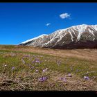 Primi crocus della Majella