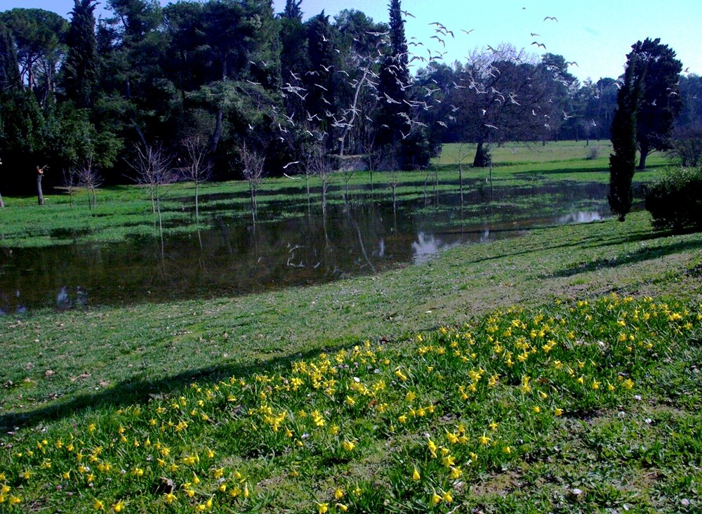 Primi fiori pimaverili al parco miralfiore con gabbiani sul sfondo.