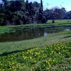 Primi fiori pimaverili al parco miralfiore con gabbiani sul sfondo.