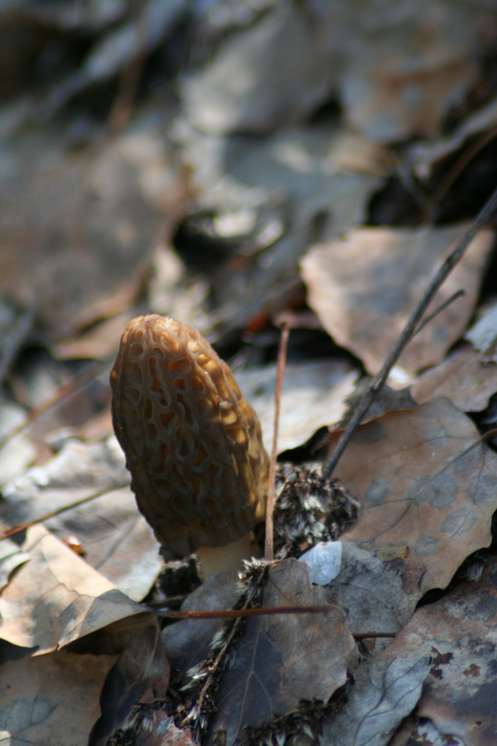 Primi frutti del bosco