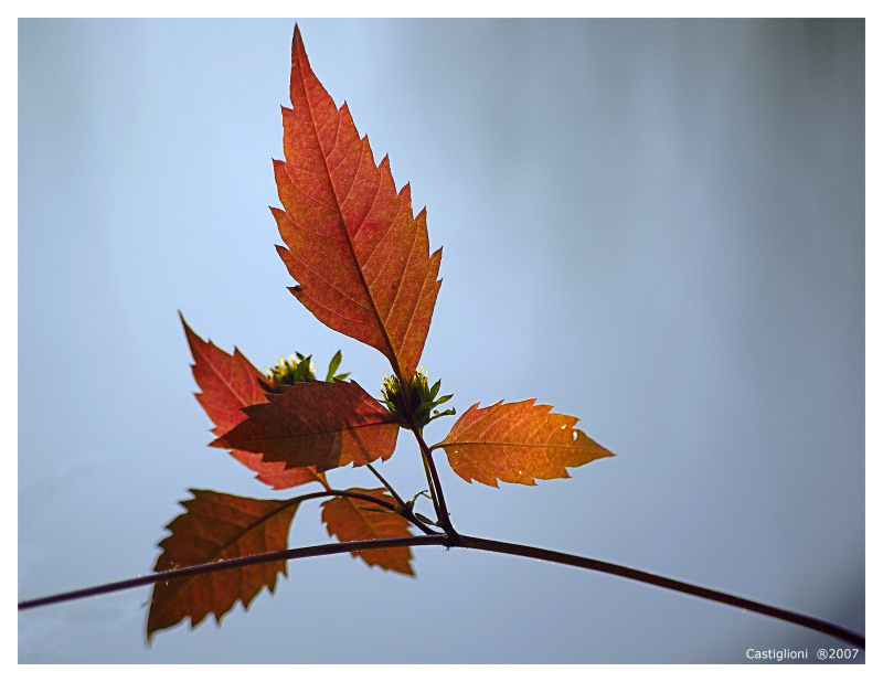 Primo Autunno