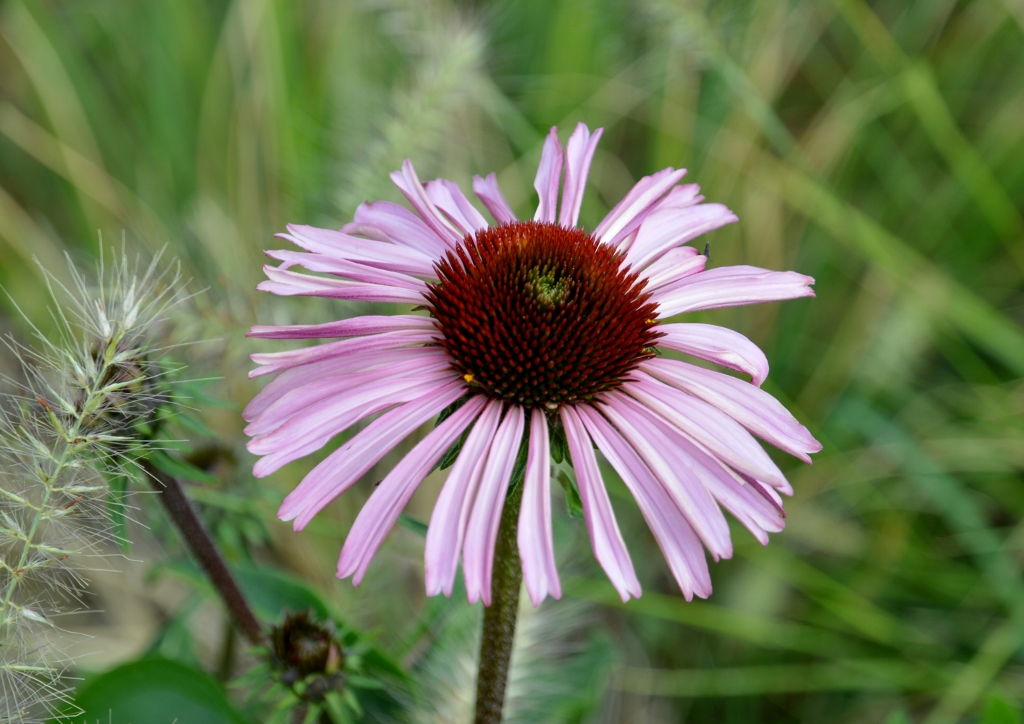 Primo Fiore