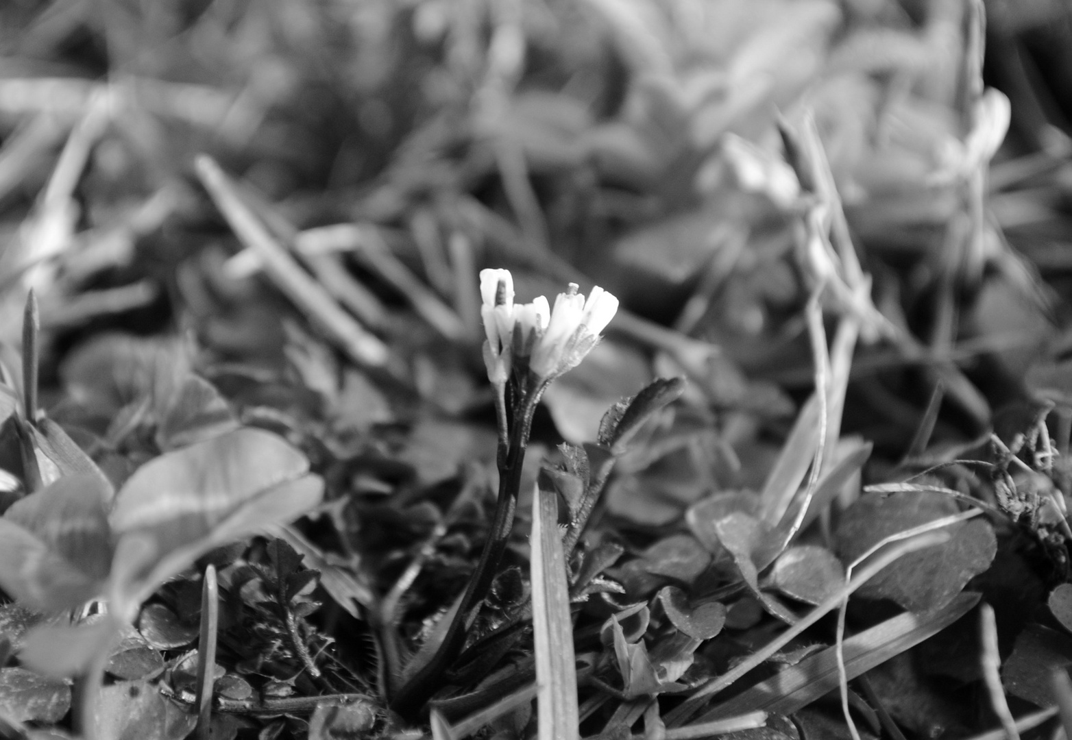 Primo fiore di primavera