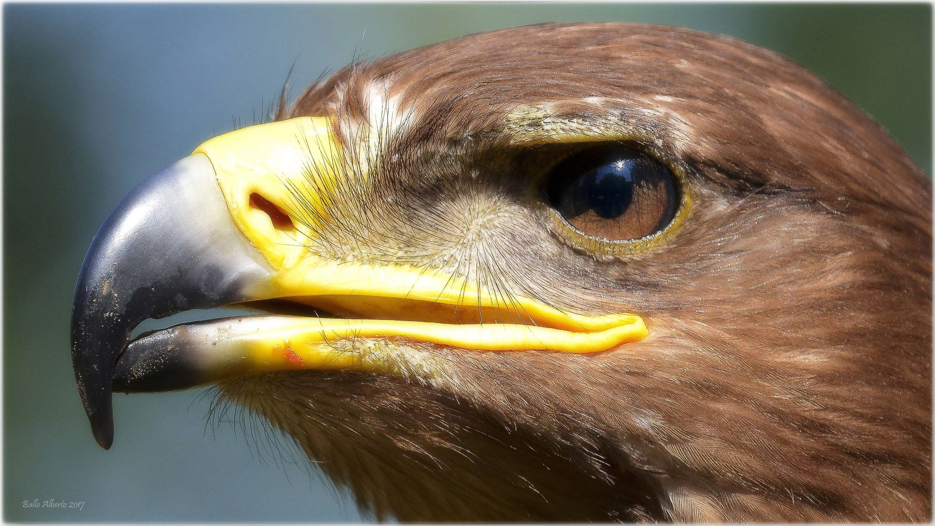 Primo piano di "Aquila"