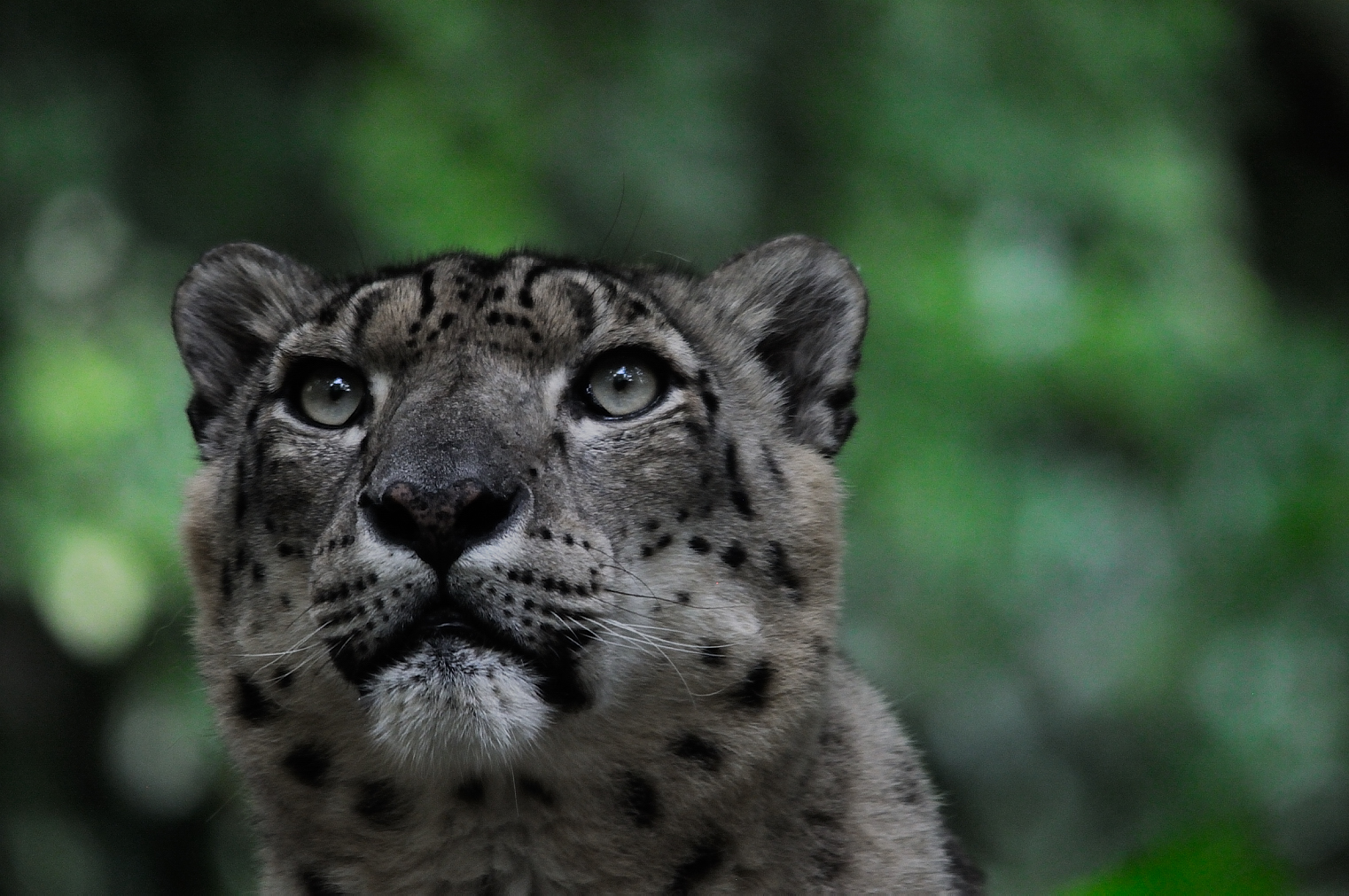 primo piano di leopardo delle nevi