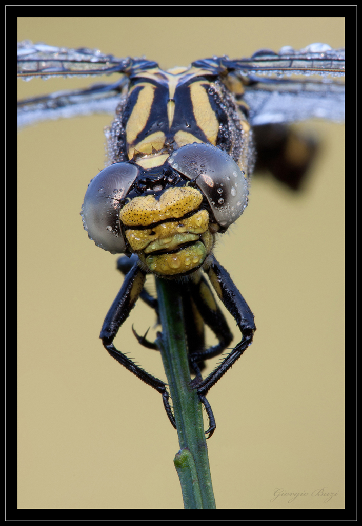 Primo piano di Onychogomphus uncatus