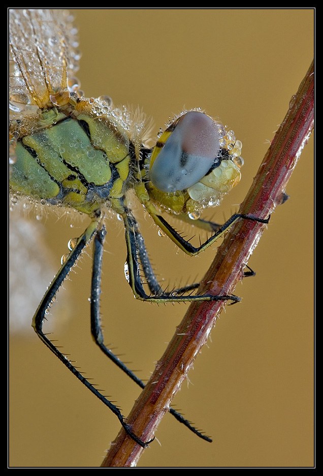 Primo piano libellula