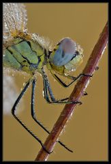 Primo piano libellula