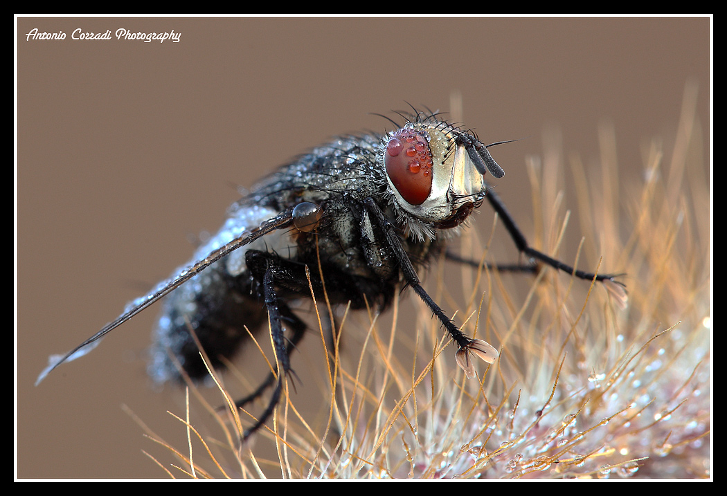 primo piano mosca