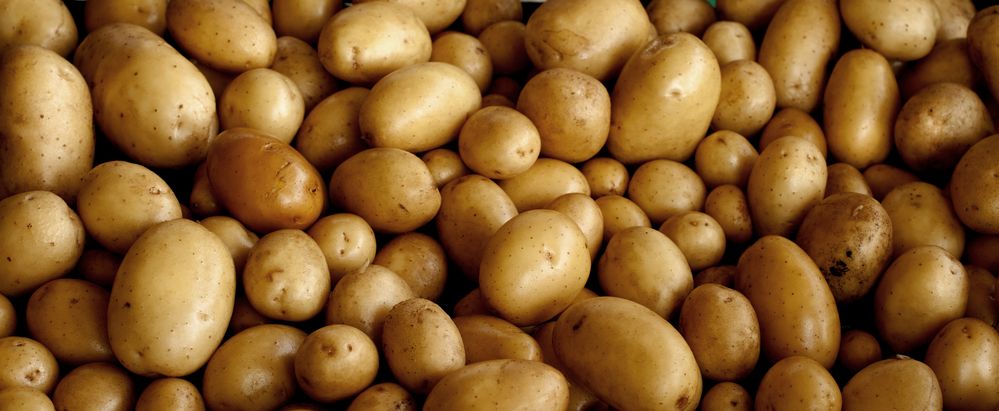 primo raccolto di patate del 2012