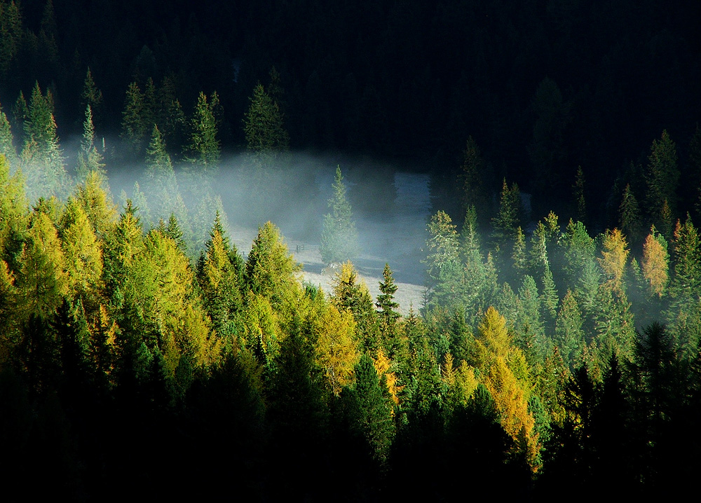 Primo sole sul bosco d'autunno