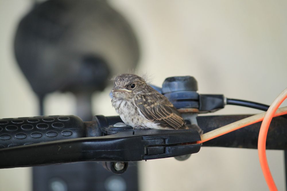 primo volo, dal nido al manubrio della bici