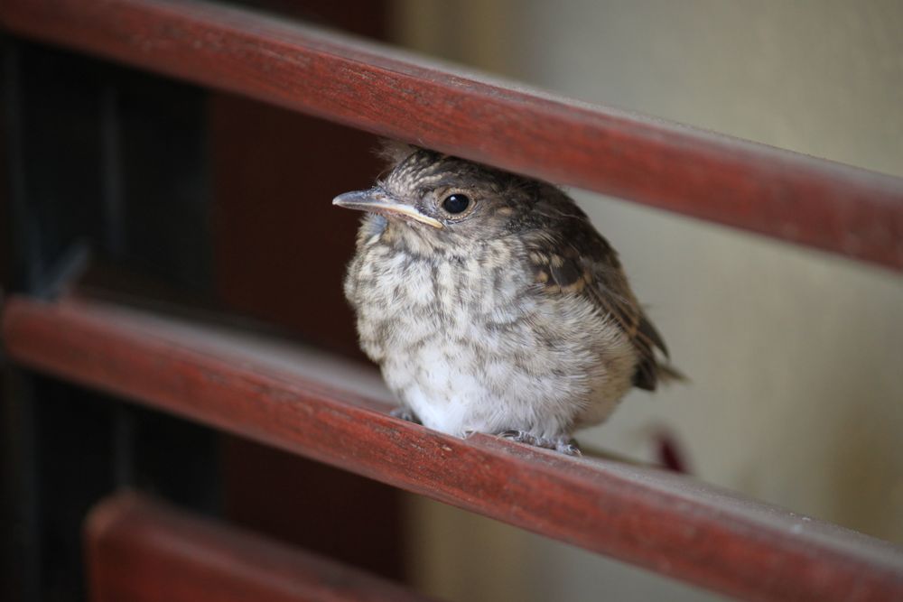 primo volo dal nido alla persiana