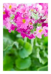 Primrose-2