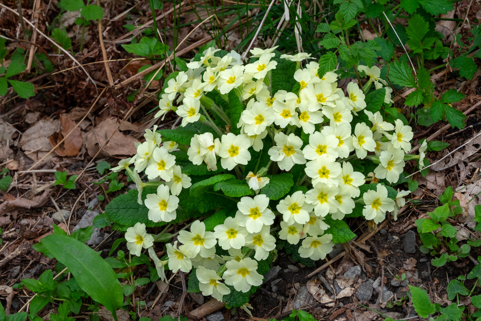 "Primrose"