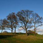 Primrose Hill