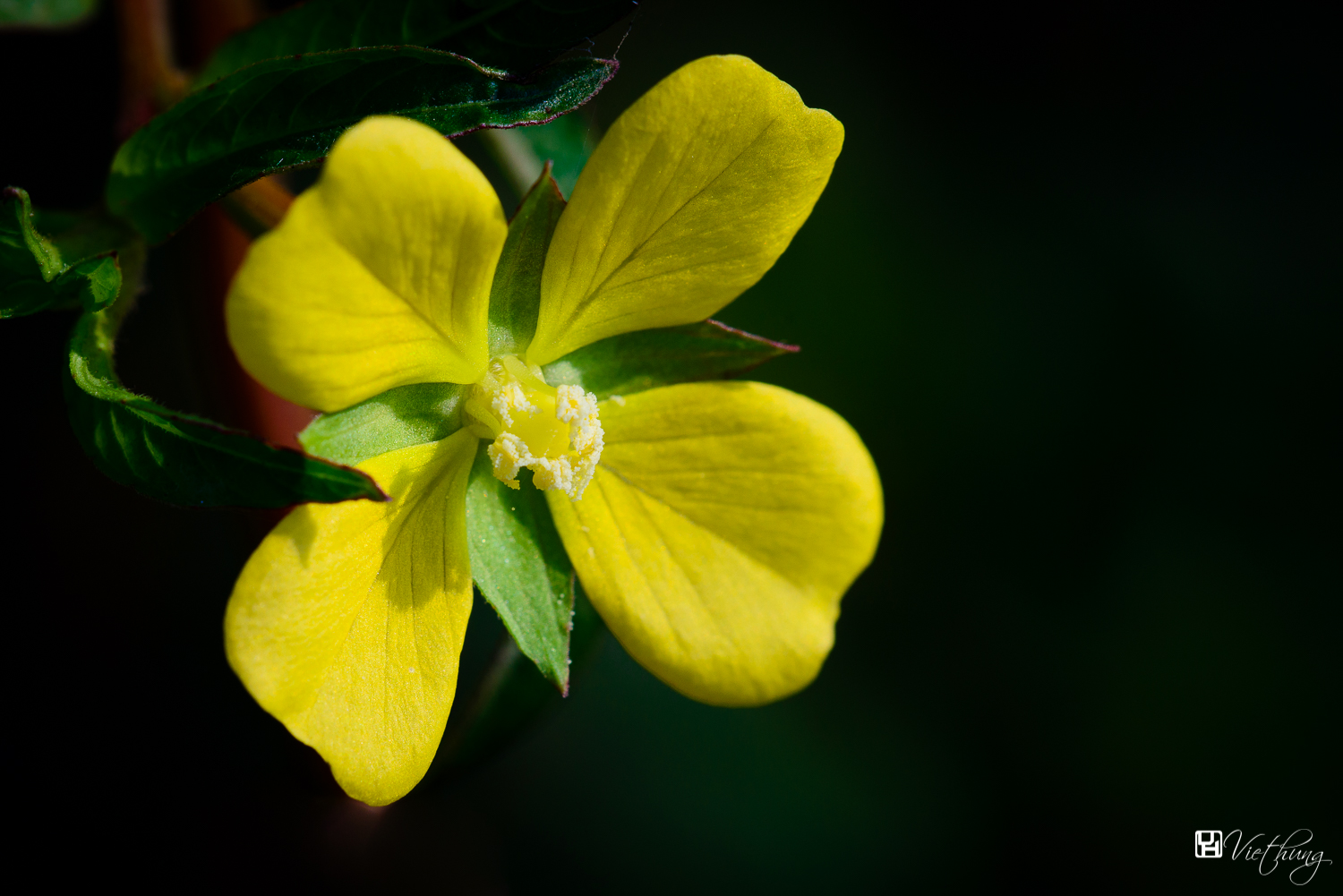 Primrose Willow