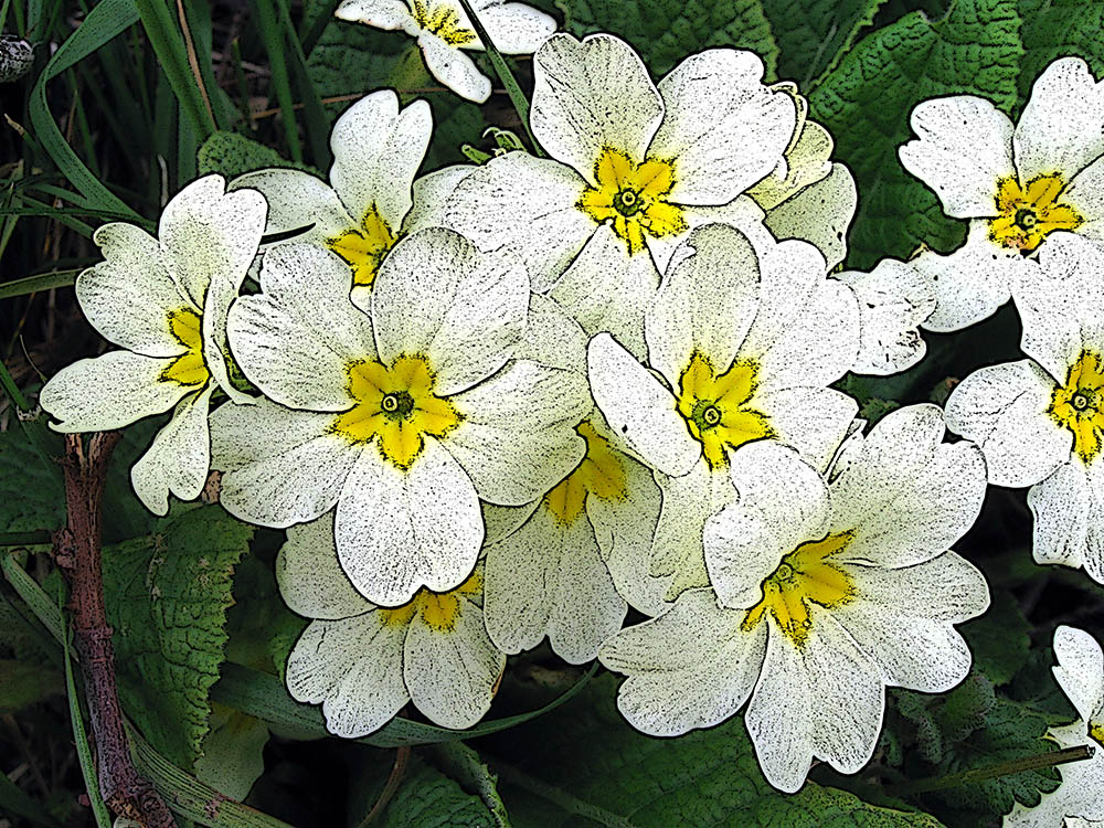 Primroses