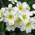 Primroses