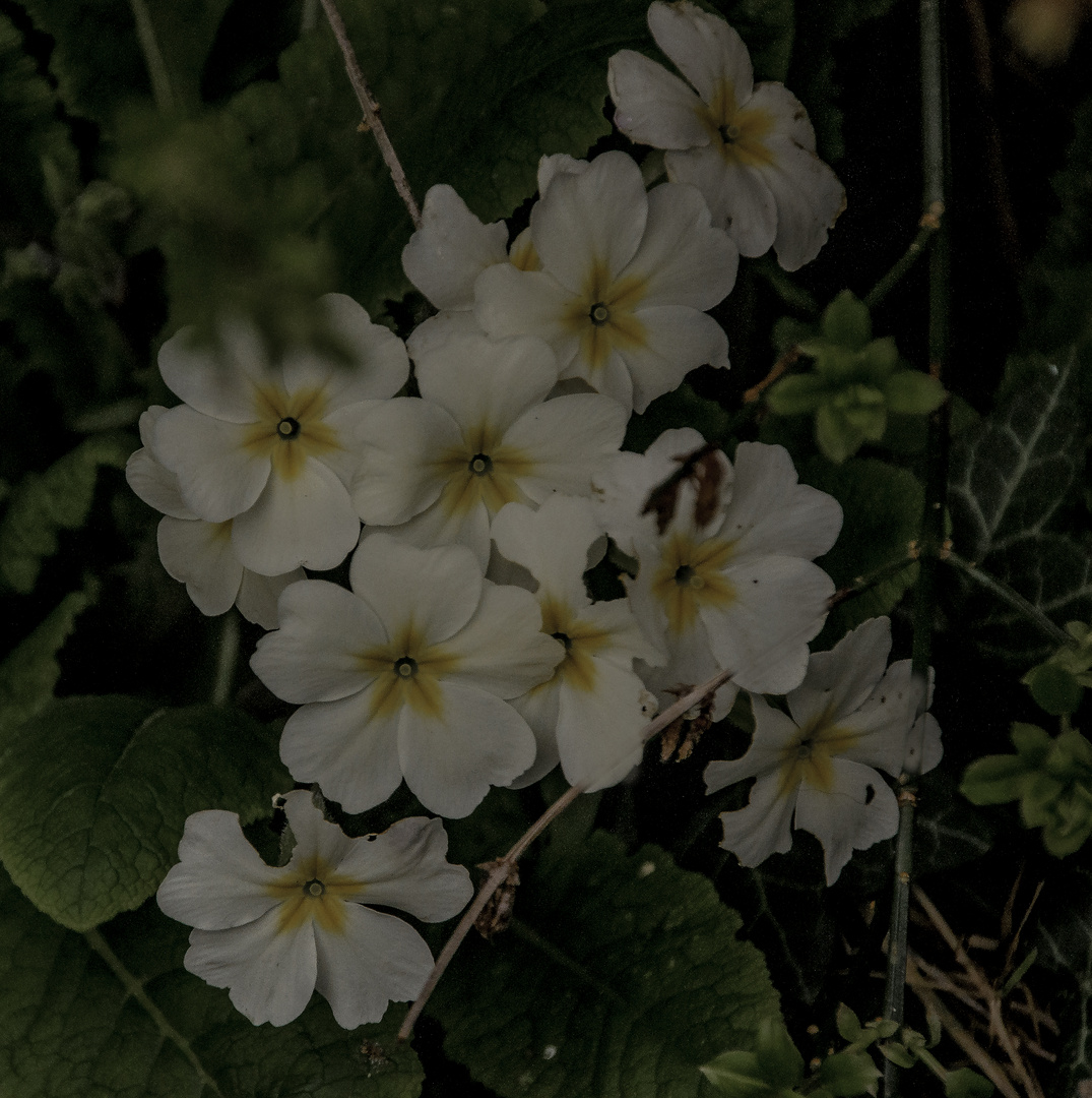 Primroses 2024