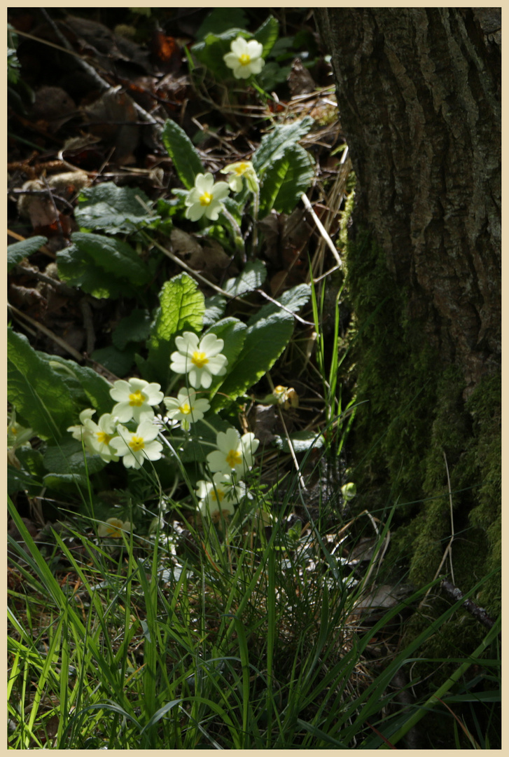 primroses