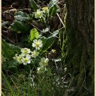 primroses