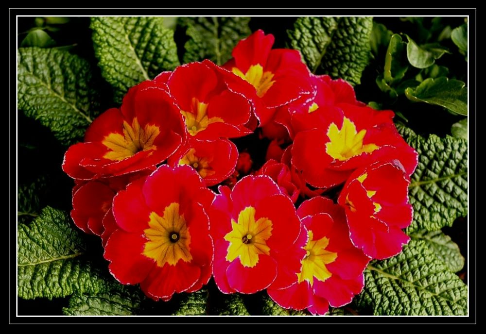 primroses - harbingers of spring