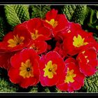 primroses - harbingers of spring