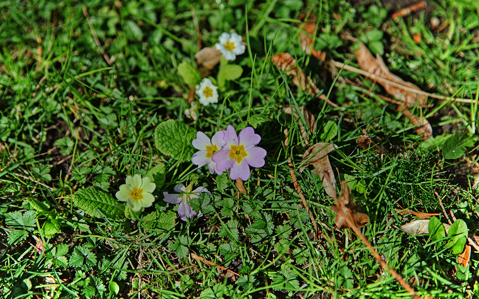 Primroses HDRi