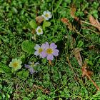 Primroses HDRi