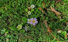 Primroses HDRi