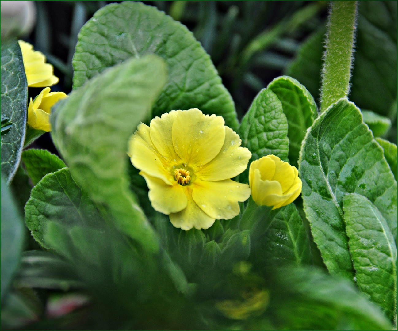 ~ Primula ~