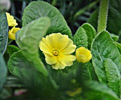 ~ Primula ~