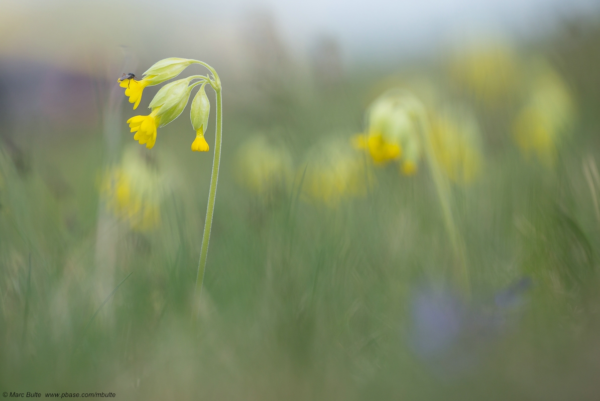 Primula