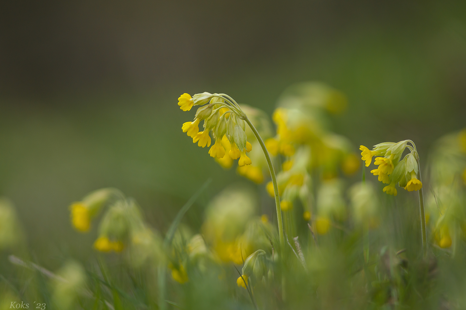 Primula 