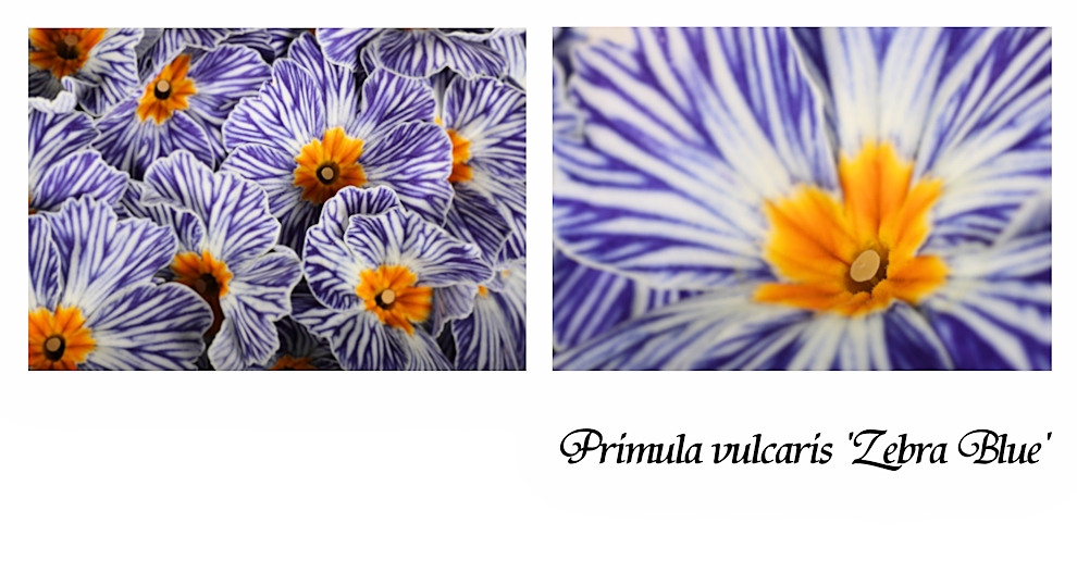 Primula...