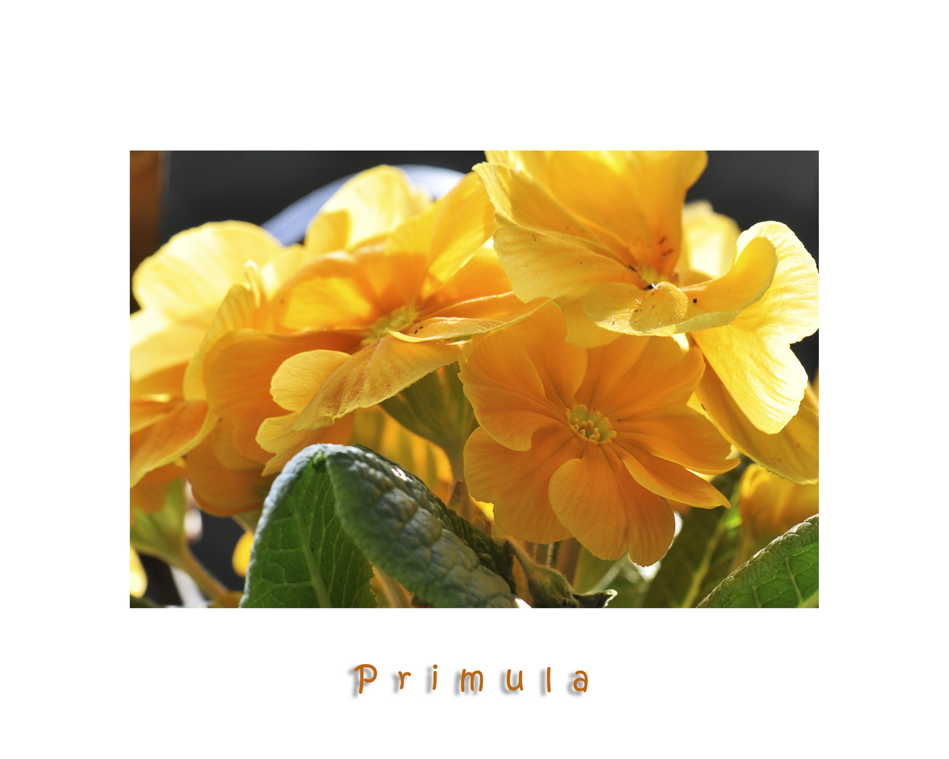 Primula.....