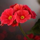 Primula