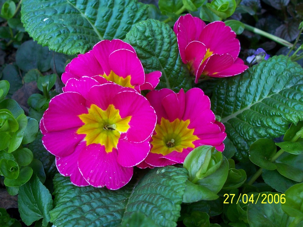 Primula