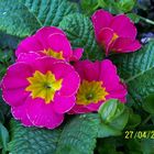 Primula