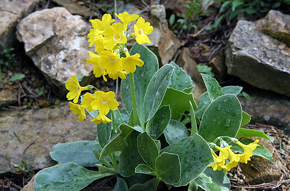 Primula auricula